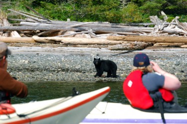 bear-and-kayaks-johnstone-strait