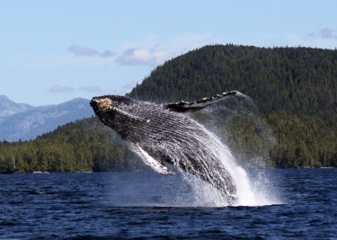 whale-breaching