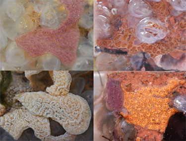 Can you spot the difference? Invasive tunicate colonies on settlement plates collected by a team of aquatic invasive invertebrate specialists on Haida Gwaii. Clockwise, from the top left image: Chain tunicate; Star tunicate; Star tunicate and Chain tunicate; Chain tunicate. Photo credit: Haida Nation/Stuart Crawford, Marine Planning Program, Council of the Haida Nation.
