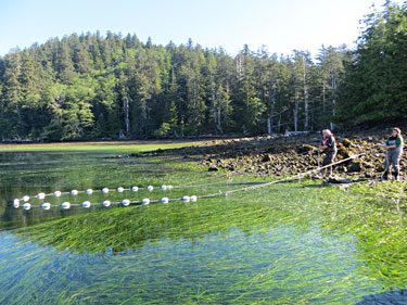 Eelgrass is a good measure of coastal health because it is both ecologically important and sensitive to its environment, said Karin Bodtker, a manager at the Coastal Ocean Research Initiative. Eelgrass grows in estuaries throughout the MaPP region. In this photo, two locals harvest seafood from an eelgrass meadow in Haida Gwaii. Photo credit: Nusii Guijaaw.