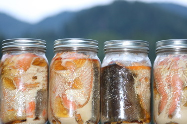 Some of the canned salmon the youth prepared. Photo credit: Brenda Bouzane.