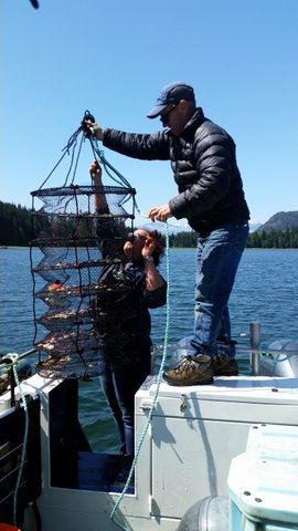 The project manager for the Tlowitsis Shellfish Aquaculture Pilot, Don Tillapaugh (top), and Tlowitsis Guardian Gina Thomas prepare to submerge a lantern net with Pacific scallop seeds near Johnstone Strait on May 26, 2017. Photo credit: Brandon Wilson