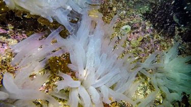 Invasive tunicate