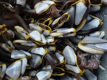 Pelagic barnacle. Photo credit: Joanna Smith.