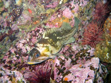 Copper rockfish. Photo credit: Tammy Norgard, Heiltsuk Fisheries.