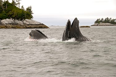 Feeding humpback whale. Photo credit: Greg Tamblyn.