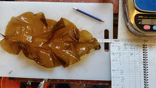 Sugar kelp grown at the Port Neville, B.C. test site grew twice as large as kelp grown in Clio and Havannah channels. This frond from Port Neville was weighed and photographed March 22, 2019. Photo credit: Don Tillapaugh